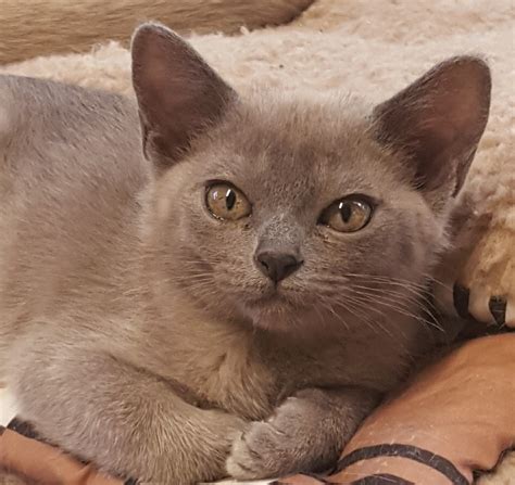 1 image. . Blue burmese kittens for sale melbourne
